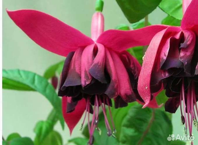 Черенки фуксии, только самовывоз