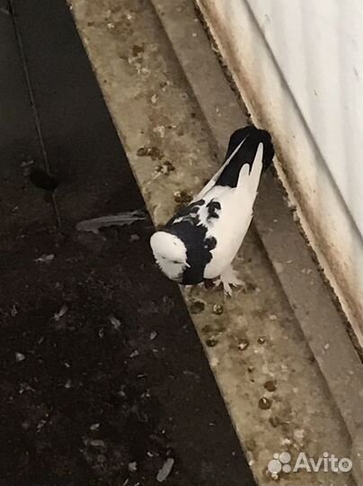 Бакинские бойные голуби