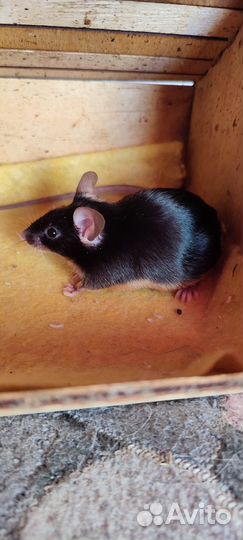 Сатиновые мышки мальчики и 1 японская девочка