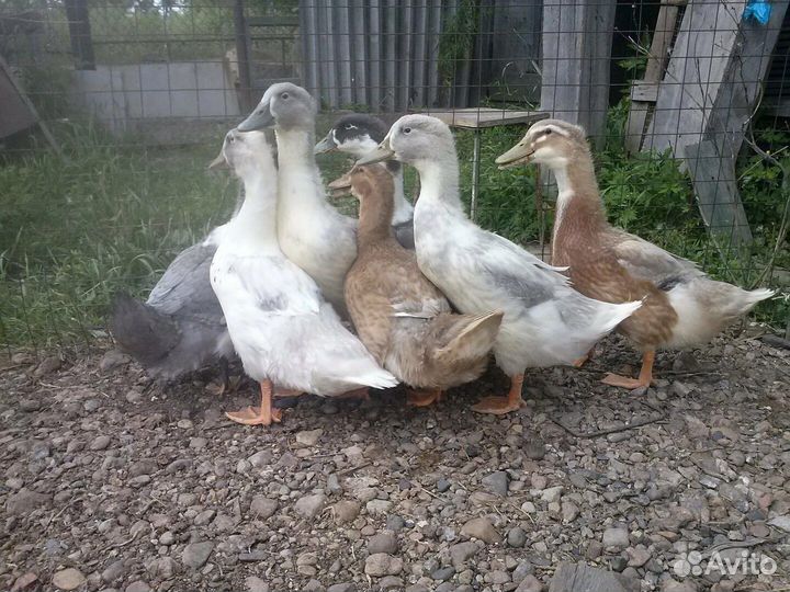 Продаются Утки, молодые на племя, можно под забой