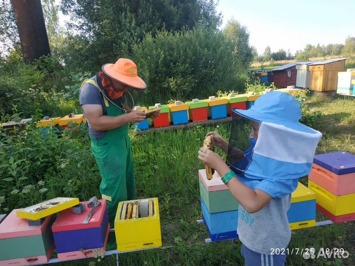 Пчелопакеты и Плодные Матки F1 бакфаст и карника