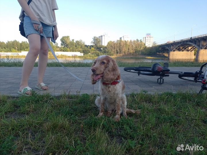 Передержка собак в домашних условиях