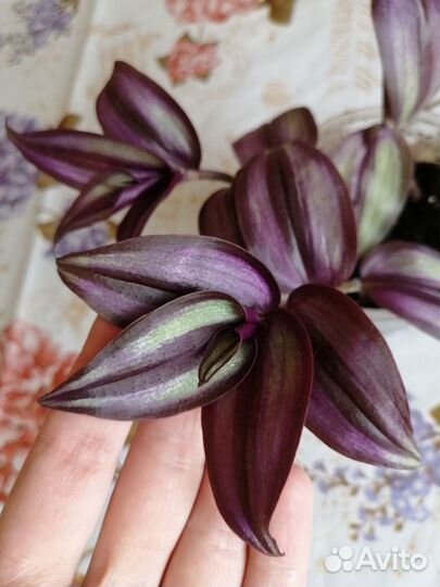 Традесканция зебрина