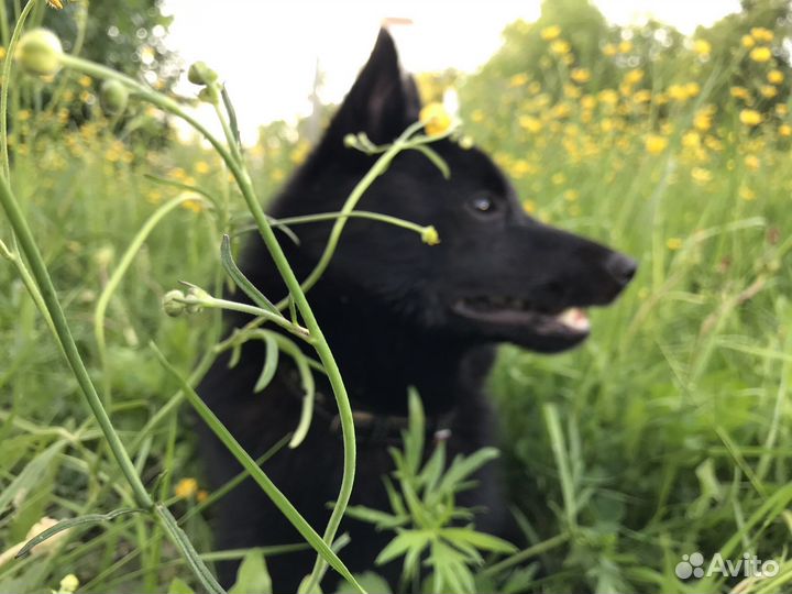 Шипперке (схипперке) вязка