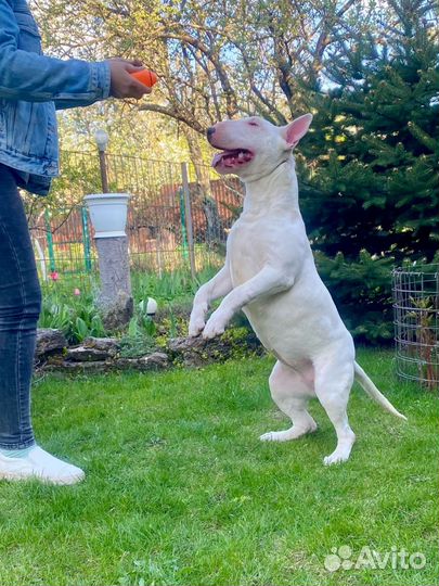 Бультерьер