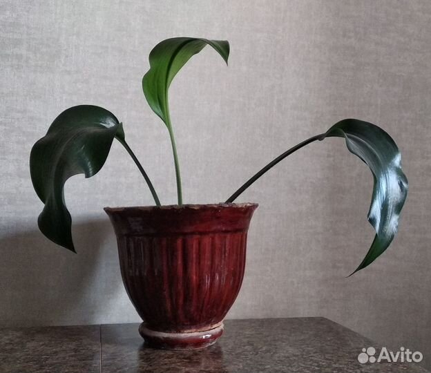 Эухарис (амазонская лилия)