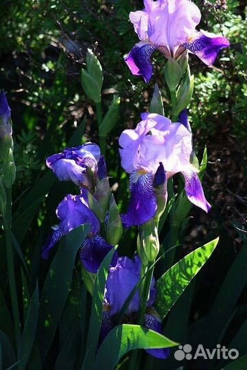 Ирисы сортовые