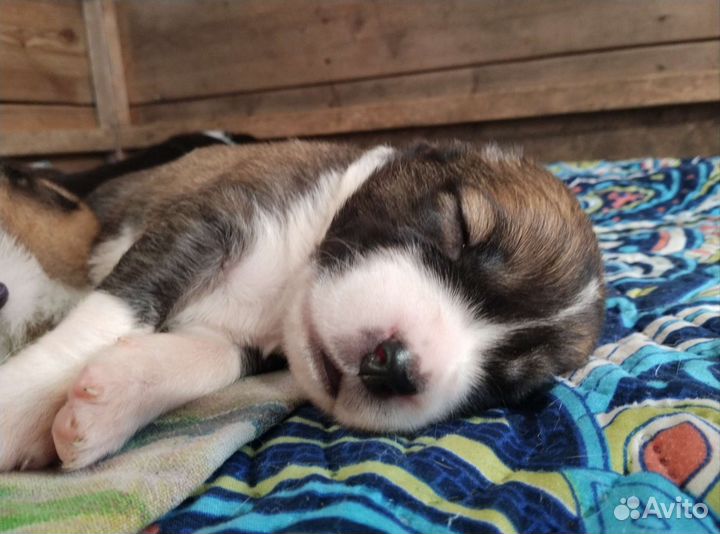 Щенки алабая