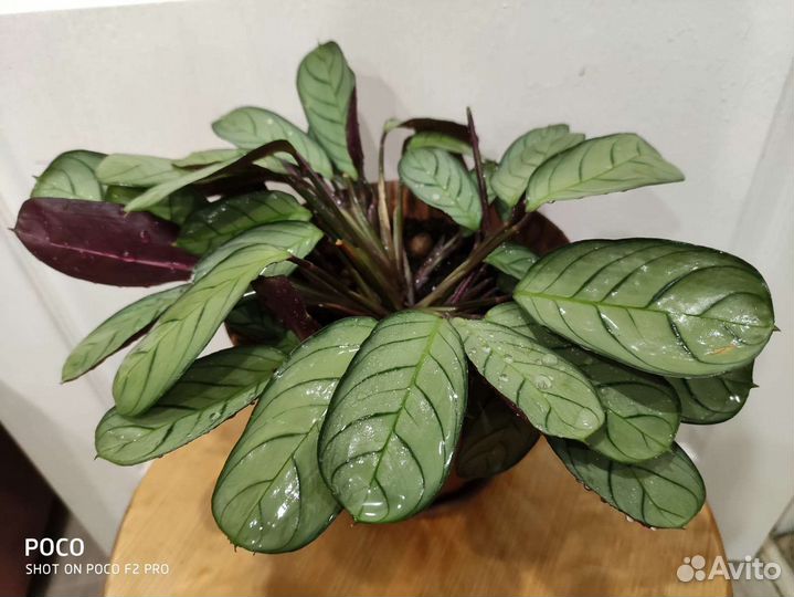 Ктенанта амагрис