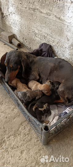 Кроличья такса