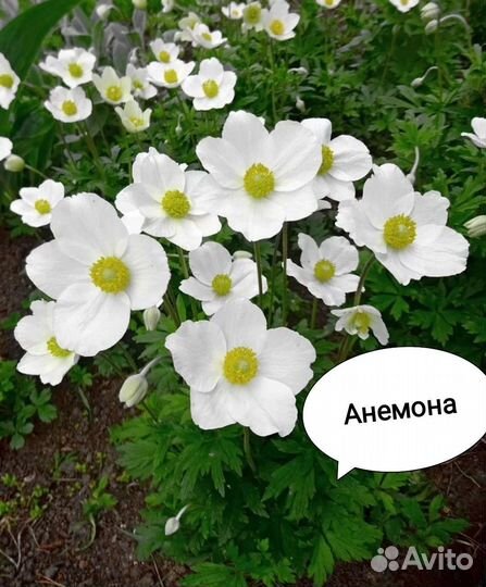 Многолетники