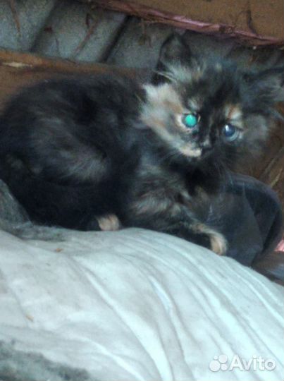 Кошка в дар