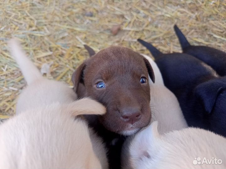 Щенки лабрадора