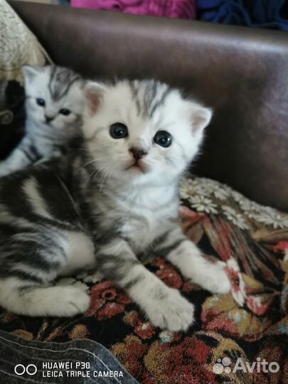 Британские котята короткошерстные