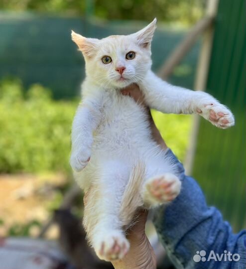 Подарите Персику дом