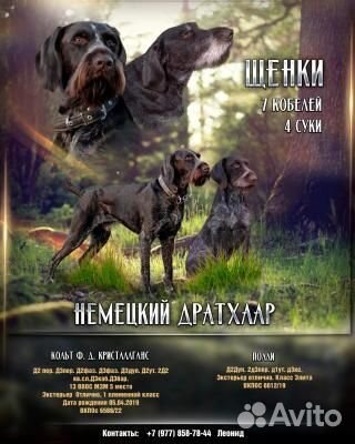 Элитные щенки дратхаара