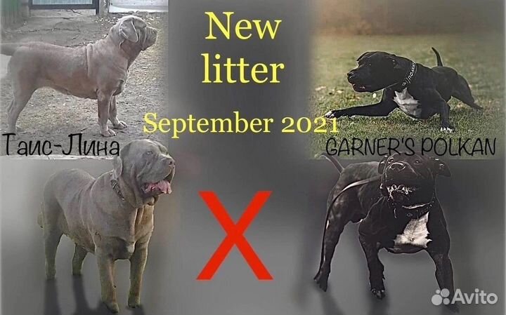 Бандог вязка