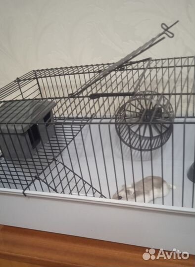 Хомячки с клетками(корм, наполнитель)