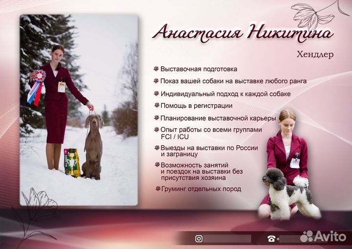 Хендлер, выставки собак, дрессировка