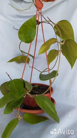 Хойи на срез и укорененные