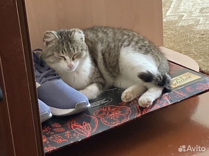 Кошка в добрые руки