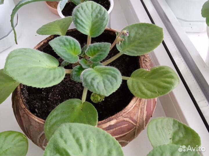 Герань пеларгония, фиалки