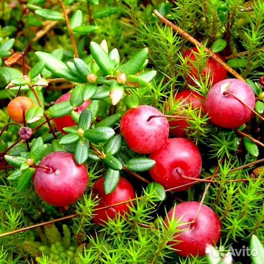 Клюква свежая