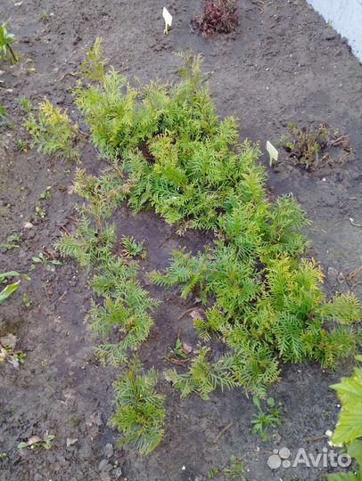 Туя смарагд