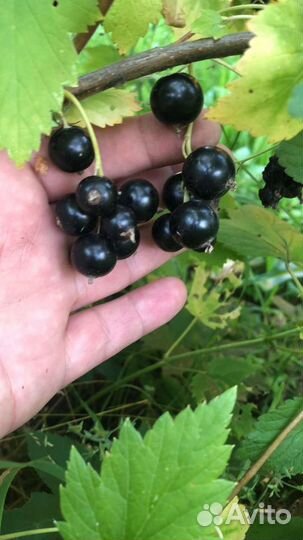 Сочная, крупная чёрная смородинка и не только