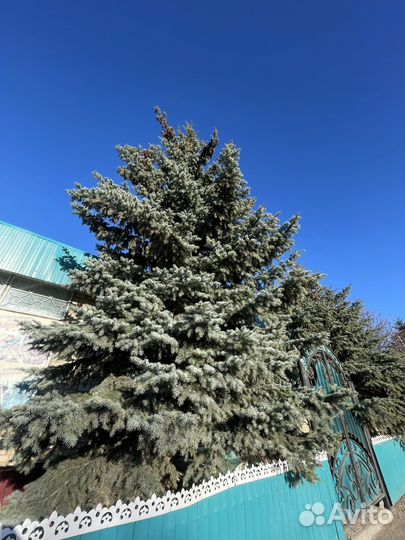 Ель голубая