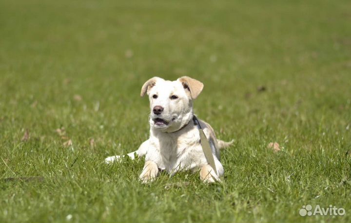 Щенок метис лабрадора