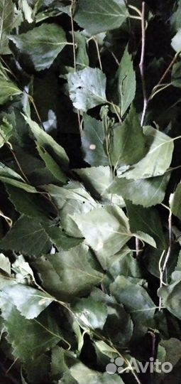 Веник дубовоберёзовые и берёзовые