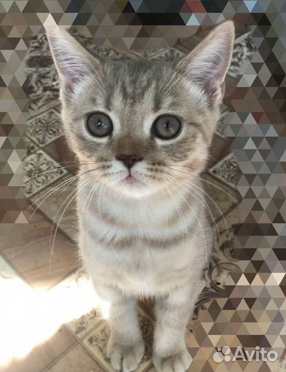 Шотландская прямоухая