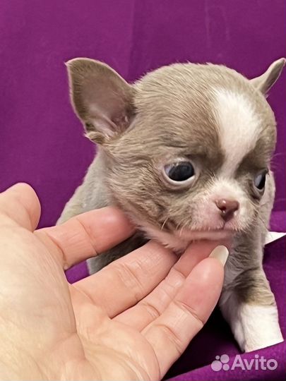 Лиловые Чихуахуа мини
