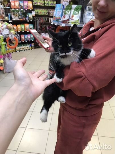 Котенок очень ищет дом