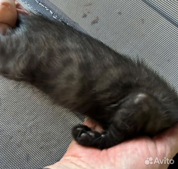 Бенгальские котята помесь