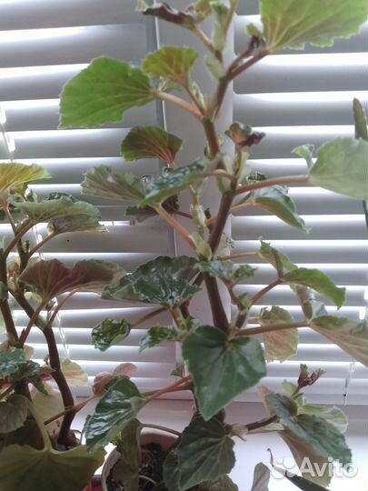 Цветы комнатные