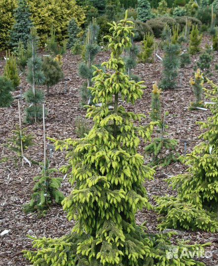 Ель декоративная информация в описании