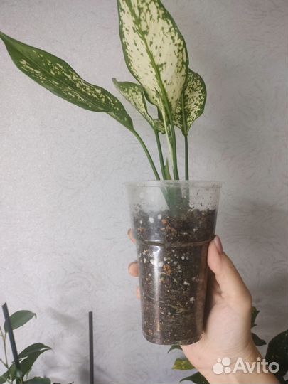 Аглаонема, кротон