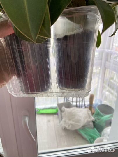 Фикус эластика