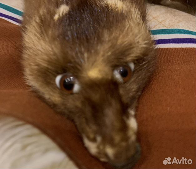 Шкурка животного. По типу шарфа. хорёк