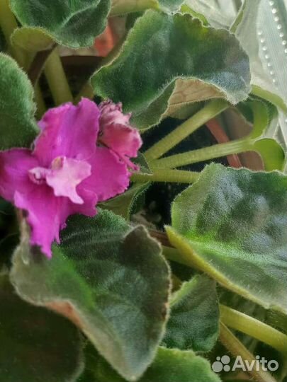 Набор из четырех фиалок