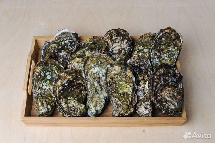 Живые устрицы