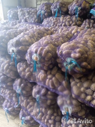 Картофель семенной