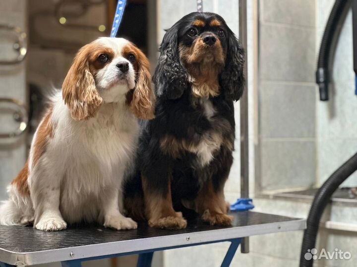 Груминг-салон Чара для кошек и собак на Королева