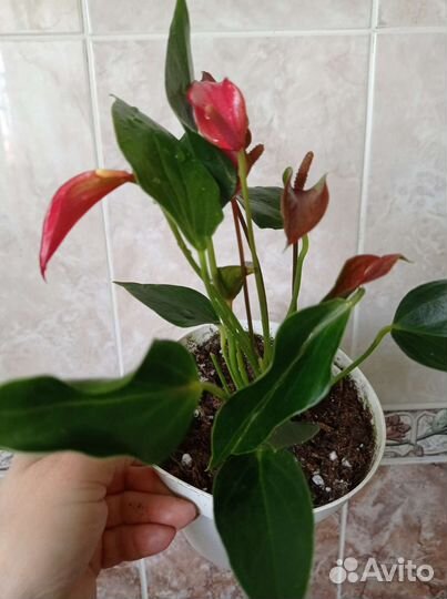 Антуриум триллион цветов и Ванила