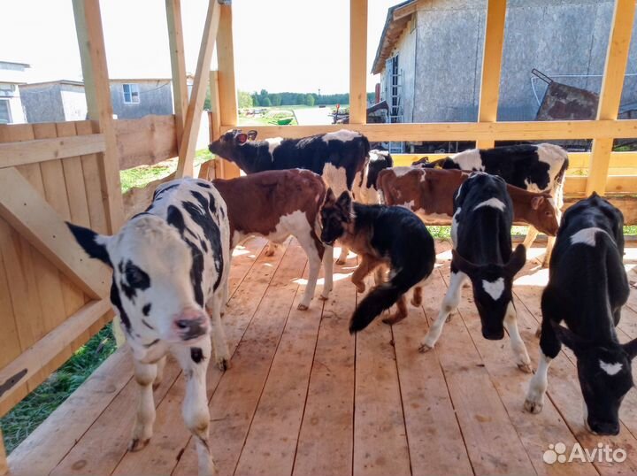 Телята живым весом / на откорм