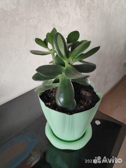 Толстянка, живое дерево