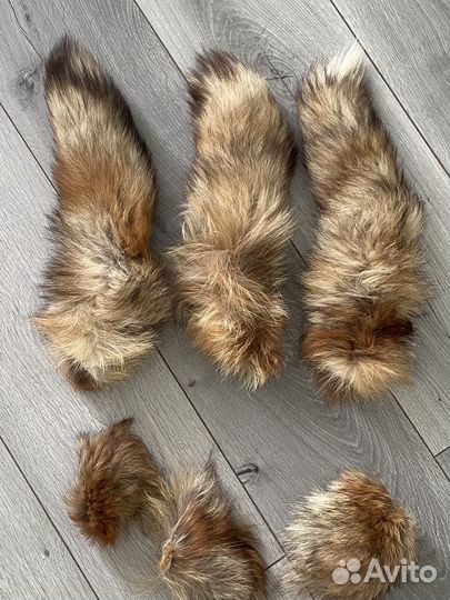 Хвост лисий