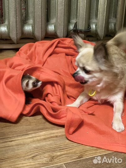 Хорек с клеткой